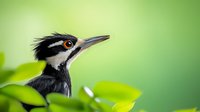 Close-up portrait of acorn woodpecker with distinctive black and white feathers and red eyes against blurred green natural background, wildlife photography.
