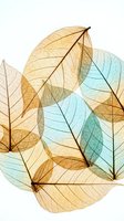 Translucent skeleton leaves in golden yellow and turquoise blue tones overlapping on white background showing delicate vein patterns and natural textures.