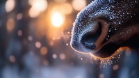 Close-up of dog nose with water droplets in golden sunlight creating warm bokeh background for pet care and animal health concepts.