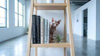 Orange tabby cat sitting on wooden bookshelf with books and succulent plant in modern minimalist interior with large windows and polished concrete floors.