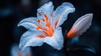 Delicate white lily with orange stamens covered in morning dew drops against dark background, macro photography shows intricate details of flower petals.