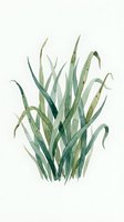 Watercolor seaweed kelp illustration isolated on white background for marine botanical design projects and ocean themed decorations.