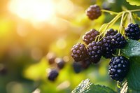 Fresh ripe blackberries growing on bush branch with green leaves in warm golden sunlight, organic summer berry harvest for healthy eating and cooking.