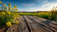 Wooden boardwalk through blooming yellow rapeseed field under blue sky. Rural countryside landscape for nature and agriculture concepts.
