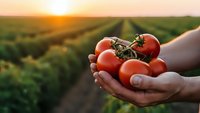 Fresh ripe tomatoes in farmer hands at sunset over agricultural field rows. Organic harvest concept for healthy eating and sustainable farming.
