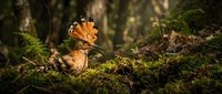 Hoopoe bird with distinctive orange crest perched on moss-covered log in forest. Wildlife photography showcasing exotic bird species in natural habitat.
