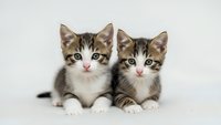 Two adorable tabby kittens sitting together on white background, perfect for pet care marketing, veterinary clinics, and animal adoption campaigns.