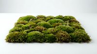 Lush green moss cluster isolated on white background, ready for design projects, botanical illustrations, nature graphics, and decorative elements.