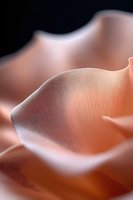 Delicate peach-colored rose petal macro showing soft curves and fine textural details in gentle lighting, creating an abstract organic composition with subtle shadows.