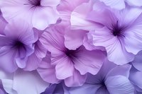 Delicate purple petunia flowers in soft focus create dreamy floral background. Gentle petals with dark centers form romantic pattern suitable for feminine designs.