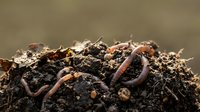 Earthworms crawling through rich soil and organic matter, ideal for gardening, composting, agriculture, and environmental education content.