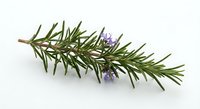 Fresh rosemary sprig with purple flowers isolated on white background, aromatic herb for cooking, natural medicine, and organic design.