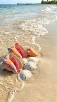 Tropical seashells and sand dollars on pristine beach with gentle waves washing ashore creating peaceful coastal scene for vacation and travel concepts.