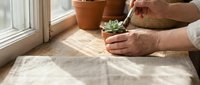 Senior woman hands carefully transplanting small green succulent plant into terracotta pot by sunny window. Indoor gardening hobby activity.