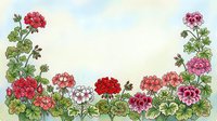 Watercolor geranium flowers border frame with pink red blooms and green leaves on white background for greeting cards and floral design projects.