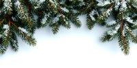 Snow-covered evergreen pine branches creating natural winter border frame on white background, perfect for holiday designs.