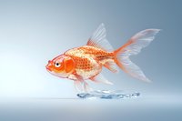 Orange and white goldfish swimming gracefully above crystal clear water splash on light blue background, detailed fins and scales create elegant movement.
