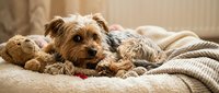 Terrier mix dog with tan and brown coat resting on cozy blankets and cushions indoors, suitable for pet care, comfort, and lifestyle content.