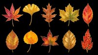 Autumn leaves collection featuring maple, ginkgo, oak and birch foliage in red, orange and gold tones. Isolated on transparent background, ready for t-shirt design, clipart, stickers and print-on-demand projects.