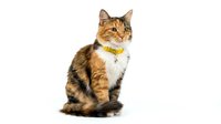 Tabby and white cat wearing gold collar sitting against white background, isolated pet portrait for design and advertising use.