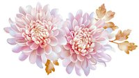 Pink chrysanthemum flowers with golden autumn leaves in watercolor style on white background, delicate floral composition for wedding stationery and decor.
