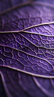 Extreme close-up of purple leaf veins and texture showing intricate natural patterns and delicate organic structure in dramatic macro photography.
