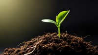 Young green plant seedling emerging from rich brown soil with bright sunlight creating dramatic lighting for growth and nature concepts.