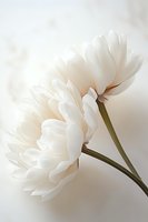 Delicate white peony flowers with soft petals against light background, creating ethereal and romantic mood for wedding stationery and feminine designs.