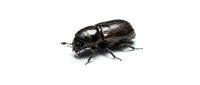 Dark metallic beetle isolated on white background, suitable for educational materials, nature illustrations, entomology resources, and design projects.
