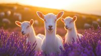 Three white goats standing in blooming lavender field at golden sunset, purple flowers in foreground, warm sunlight creating magical pastoral atmosphere.
