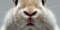 Close-up portrait of adorable rabbit face with soft fur, pink nose and whiskers on neutral background for pet care, Easter and animal themes.