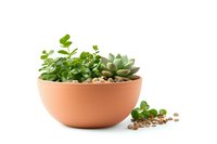 Succulent and jade plant arrangement in terracotta bowl with decorative pebbles on white background, isolated modern minimalist home decor composition.