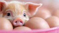 Curious piglet peeking through fresh farm eggs in pink container, close-up portrait with selective focus on snout and eyes creating endearing farm scene.