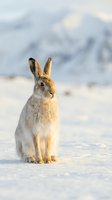 Mountain hare sitting upright in snowy winter landscape with soft golden sunlight and blurred mountain backdrop for wildlife and nature content.