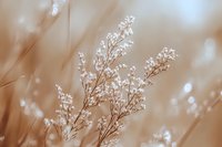 Delicate white wildflowers against soft brown background with dreamy bokeh effect create serene natural composition for wellness and spa marketing.