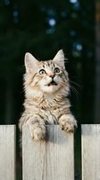 Curious tabby kitten with fluffy coat peering over wooden fence with blurred green bokeh background, expressing wonder and playfulness for pet and animal content.