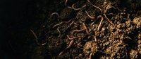 Earthworm in moist soil with organic matter and decomposing plant material, suitable for agriculture, gardening, biology education, and environmental content.
