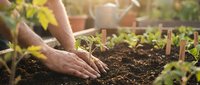 Hands planting seedlings in rich soil with garden tools and watering can in background. Organic gardening and sustainable agriculture concept for spring planting season.