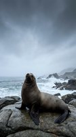 Sea lion resting on rocky coastline with dramatic stormy sky and crashing waves in moody seascape for wildlife and nature themes.