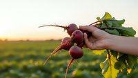 Fresh organic radishes with green leaves held in hand during golden hour harvest time in agricultural field at sunset.