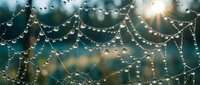 Spider web with morning dew drops glistening in sunlight, natural macro photography showing intricate silk strands and water droplets in soft bokeh background.