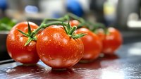 Fresh ripe tomatoes with water drops and green stems on dark surface, macro food photography with selective focus and natural lighting.