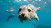 Curious harbor seal pup swimming underwater with whiskers and big eyes in clear blue ocean water with other seals in background.