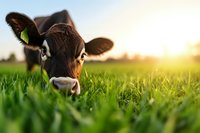 Young brown cow peering through tall green grass at sunset, close-up portrait showing curious expression and wet nose against blurred pastoral background.