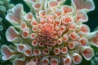 Macro view of exotic coral-like succulent plant with pink and cream tubular formations arranged in geometric spiral pattern.