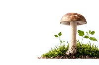 Brown mushroom growing in moss and soil with green parsley leaves on white background, nature composition for food or botanical design.