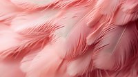 Delicate coral pink feathers creating soft textural background with gentle curves and overlapping layers, showcasing ethereal lightness and natural patterns.