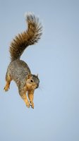 Squirrel leaping mid-air against a soft blue-gray background, fluffy tail curled upward, sharp claws extended, capturing dynamic wildlife motion.