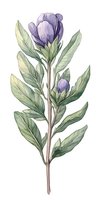 Watercolor purple peony bud with green leaves on white background, botanical art style illustration for wedding invitations, greeting cards and wall decor.
