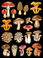 Mushroom collection featuring various species in vintage botanical style, isolated on transparent background. Ready for clipart, t-shirt design, stickers, print-on-demand products, and sublimation projects.